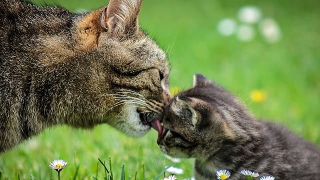 Весенняя сказка о кошке и добре